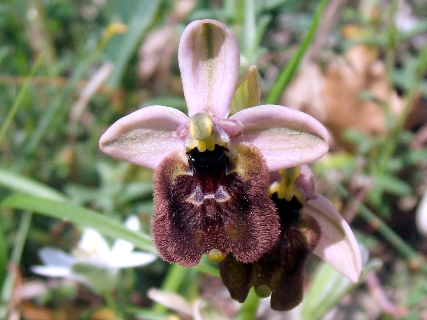 O. fuciflora O. apulica. O. lacaitae.      ibridi?